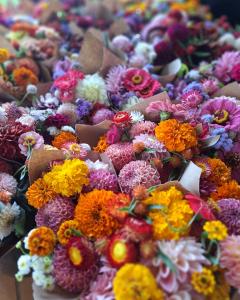 Dahlia Fest